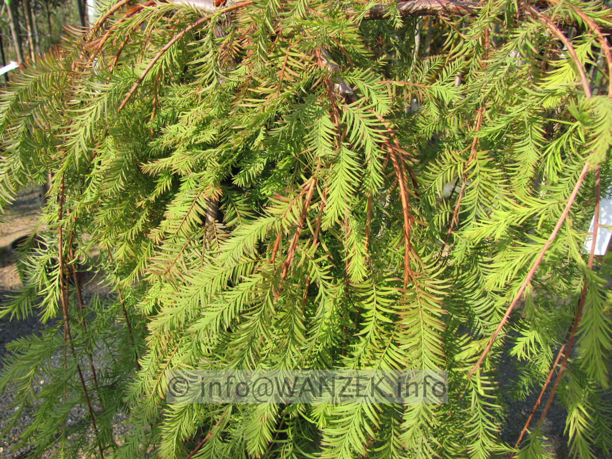 Taxodium distichum Cascade Falls 02.JPG